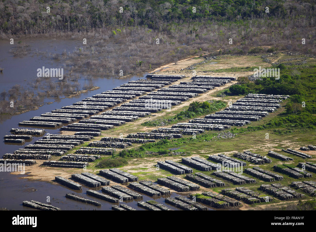 Kaution in Höhe von geschnittene Baumstämme der überschwemmten Wald Stockfoto