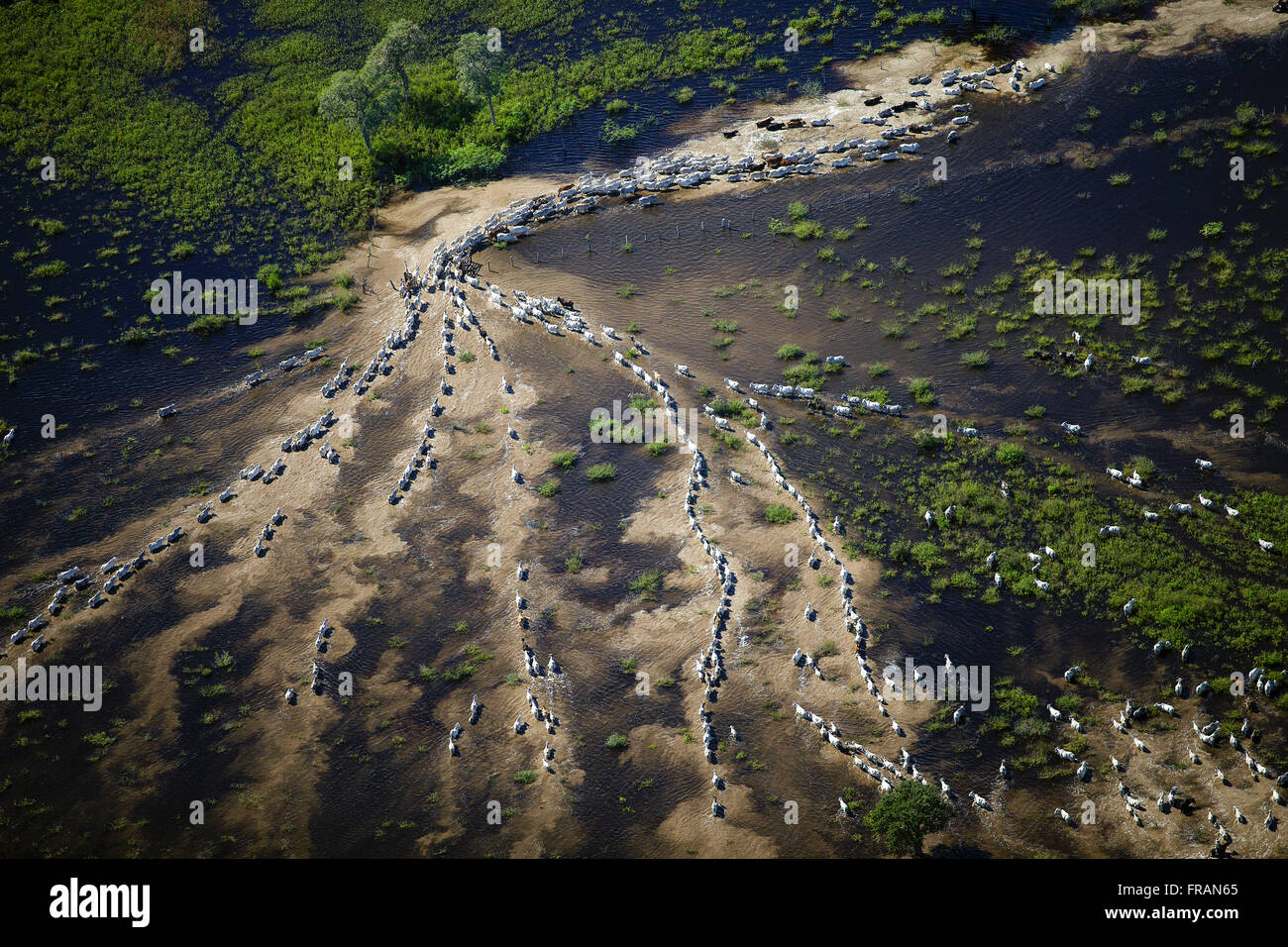 Entourage entfernen Vieh aus überfluteten Felder gefüllt durch den Paraguay-Fluss Stockfoto