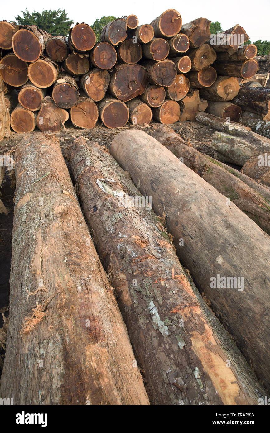 Protokolle von Bäumen Angelim geschnittene Stein Terrasse und im Holz gespeichert Stockfoto