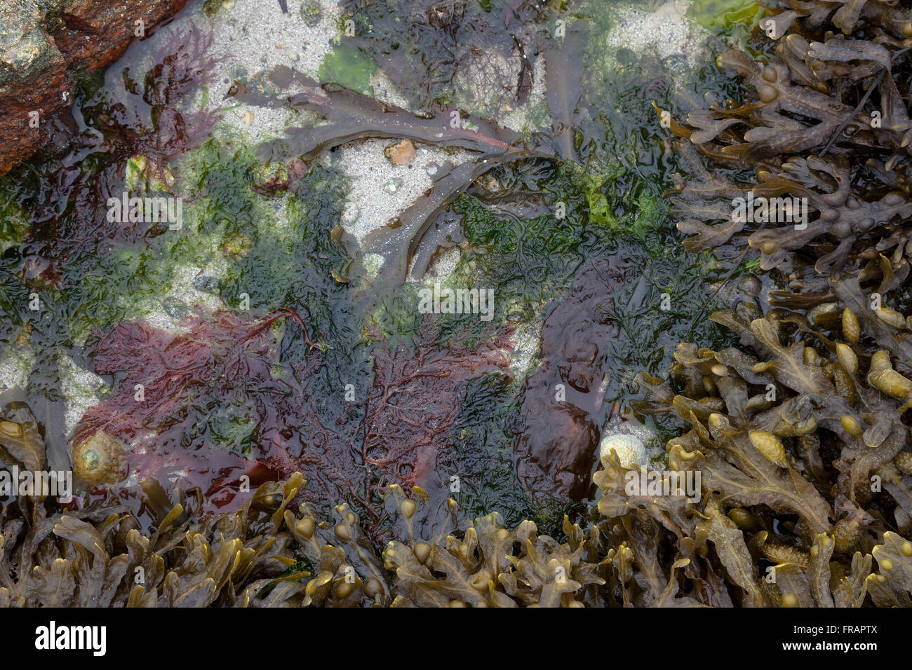 Algen am Strand, unter anderem Ascophyllum Nodosum Stockfoto