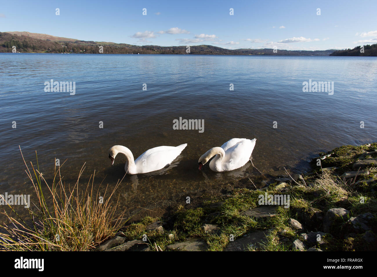 Lake Windermere, England. Malerische Aussicht auf Schwäne füttern am westlichen Ufer des Lake Windermere in der Nähe von Wray Hochregallager. Stockfoto