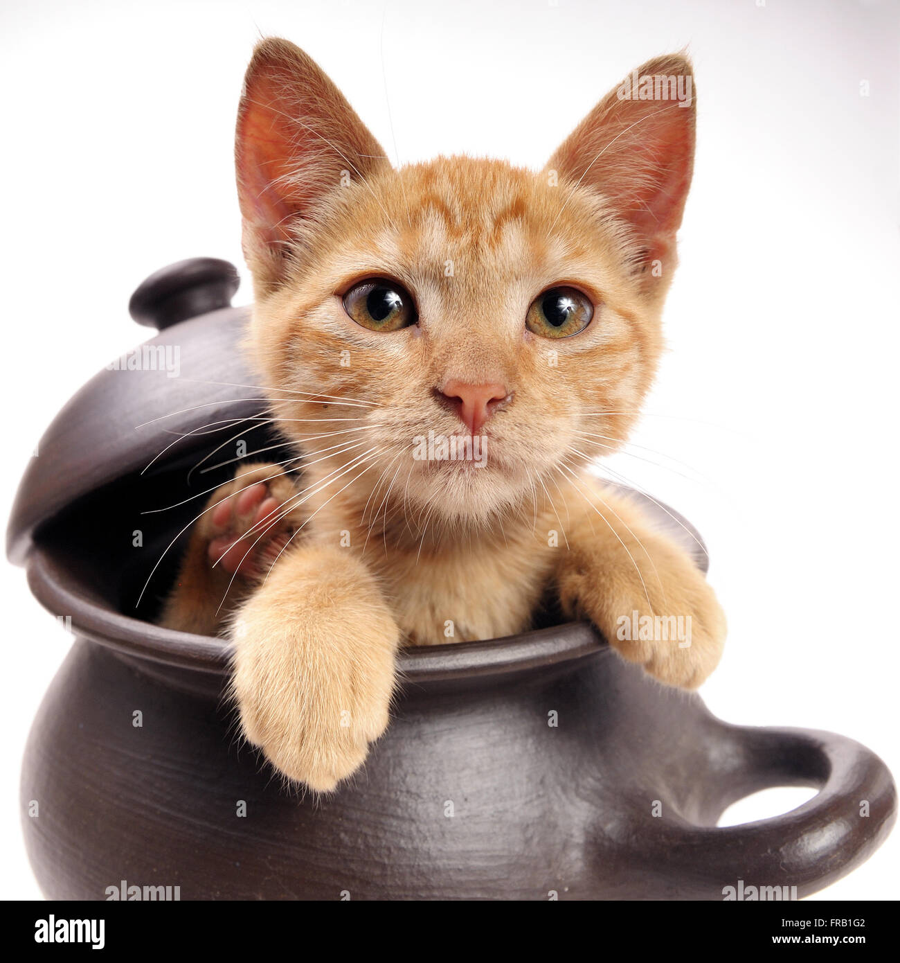 Kätzchen aus einem Ton-Pfanne mit Deckel Stockfoto