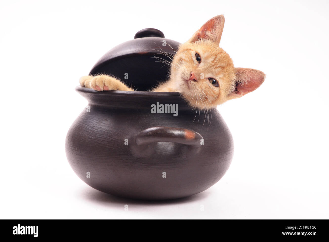 Kätzchen entspannend in einem Ton-Pfanne mit Deckel Stockfoto