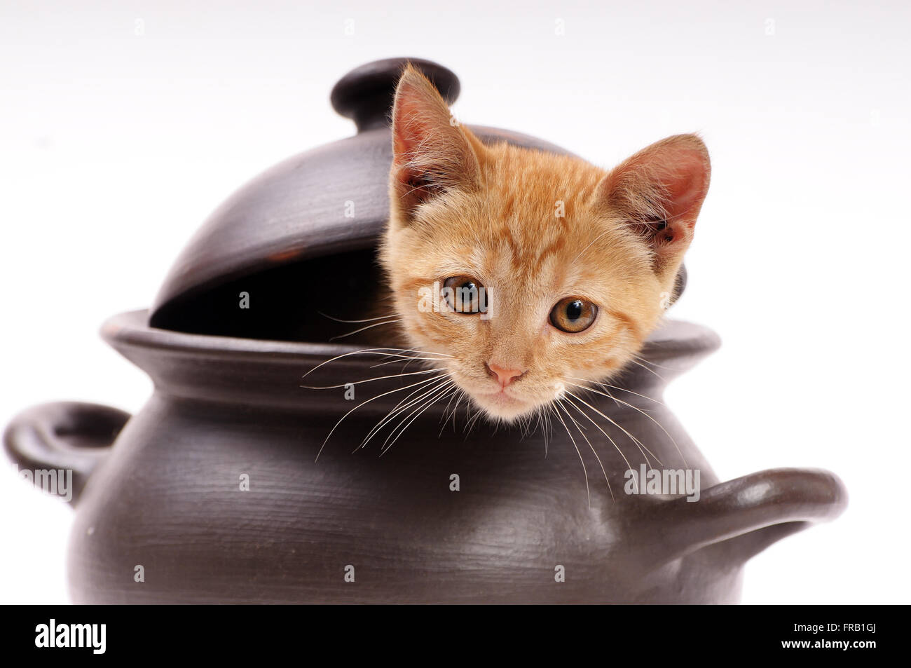 Kätzchen aus einem Ton-Pfanne mit Deckel Stockfoto