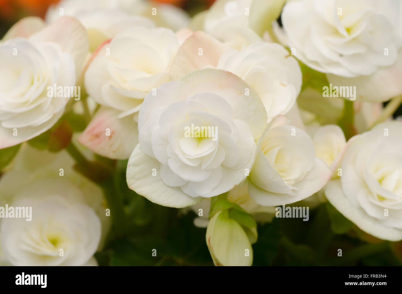 weißen Begonien Blume Stockfoto