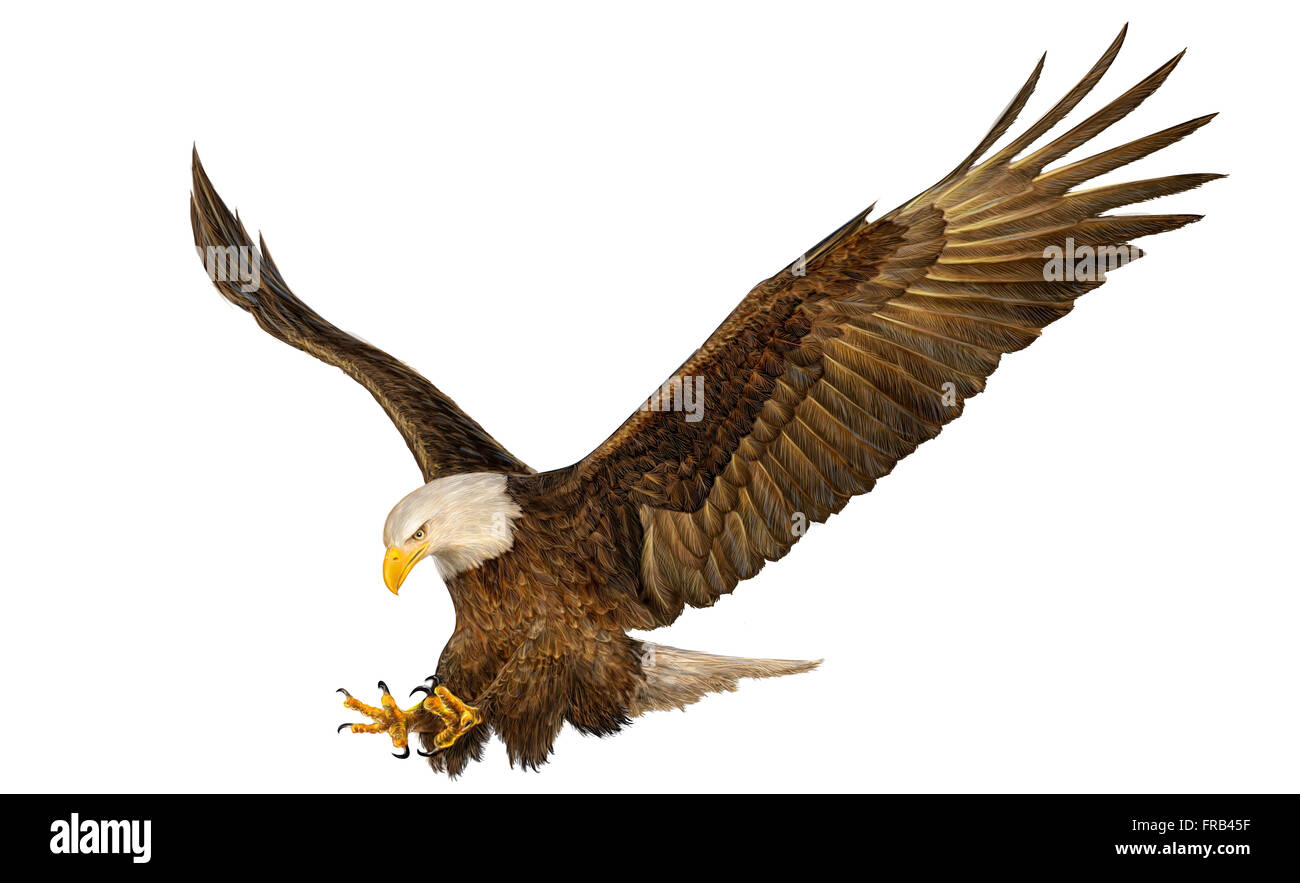 Weißkopfseeadler Hand zeichnen auf weißem Hintergrund Vector Illustration Stockfoto