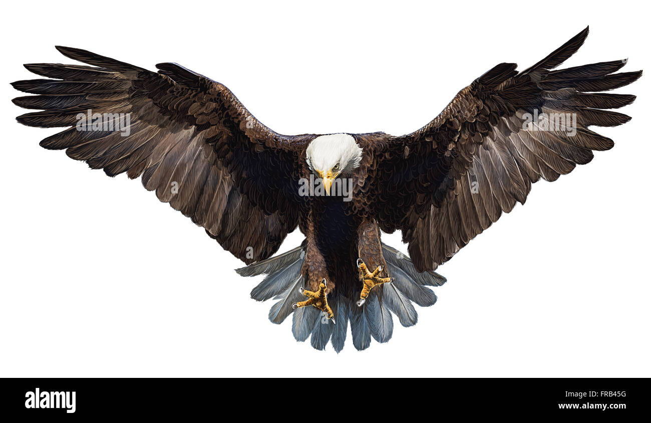 Adler Landung Hand zeichnen auf weißem Hintergrund Vector Illustration. Stockfoto