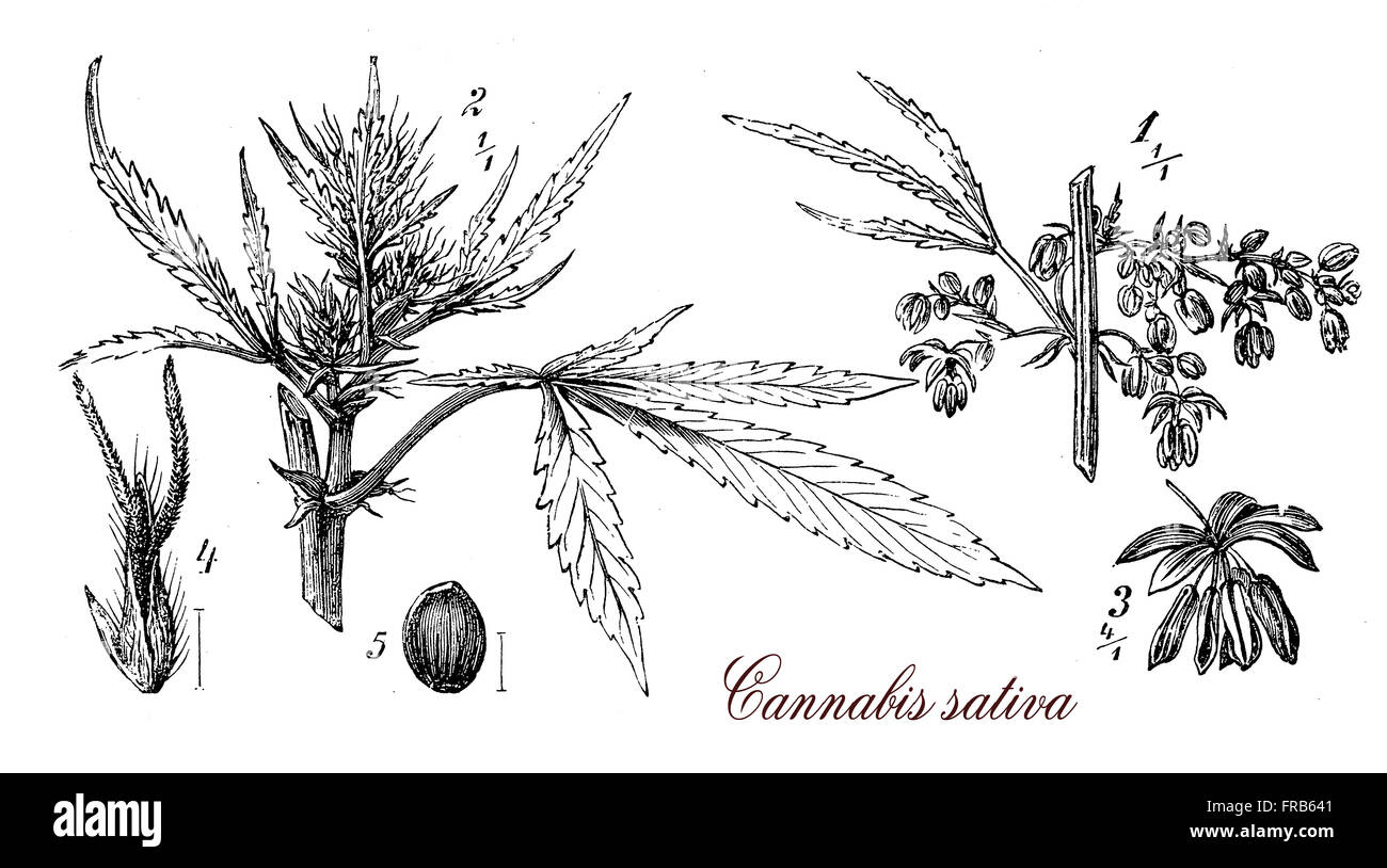 Vintage Print beschreibt Cannabis Sativa jährliche, krautige Pflanze botanischen Morphologie: jeder Teil der Pflanze wird anders geerntet, die Samen für Hanföl oder Vogel füttern, Blumen für Cannabinoide Freizeit- und medizinischen Zwecken verbraucht Stockfoto