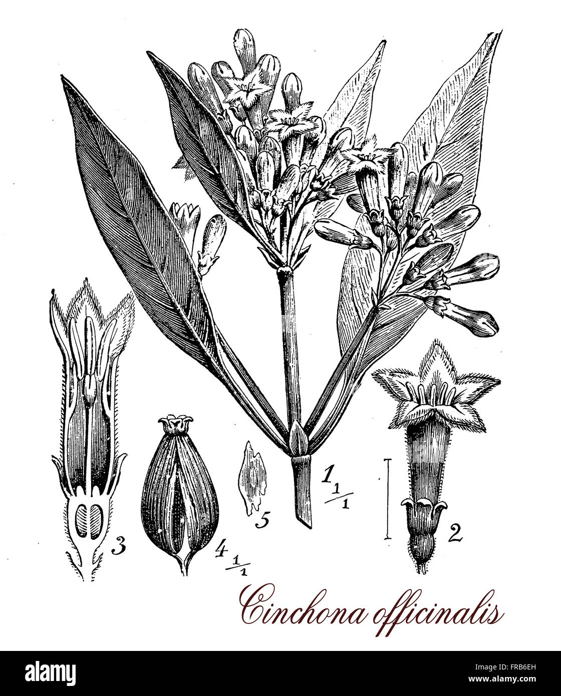 Vintage Print Chincona Werk botanischen Morphologie zu beschreiben: Es ist eine Heilpflanze Quelle für Chinin, gebürtig aus Anden Wald. Chinarinde als entgegengesetzte lanzettlich Blätter, die Blüten sind klein in Rispen und die Frucht ist eine Kapsel mit Samen. Stockfoto