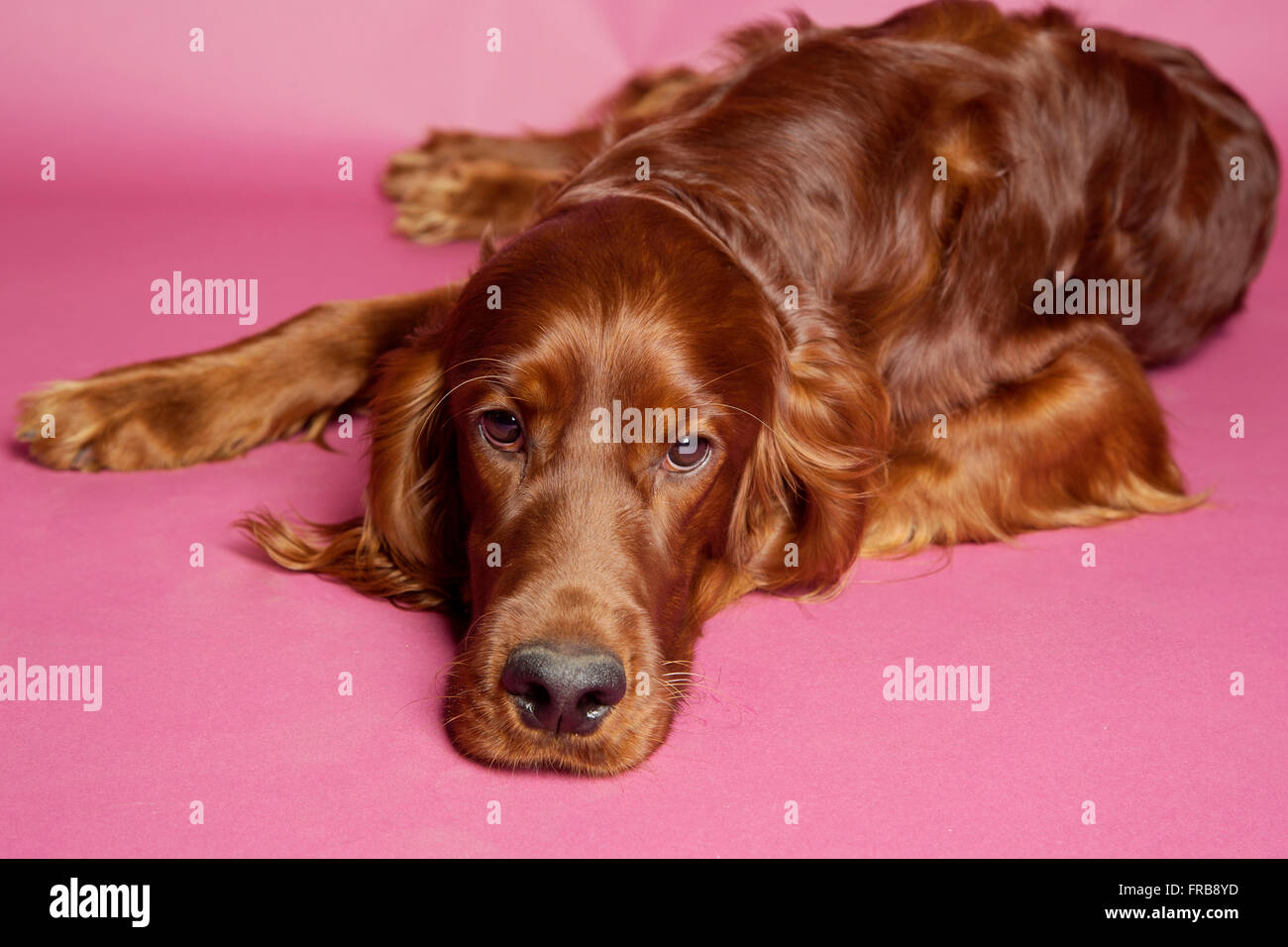 Irische / Red Setter Hund Studio Bilder Stockfoto