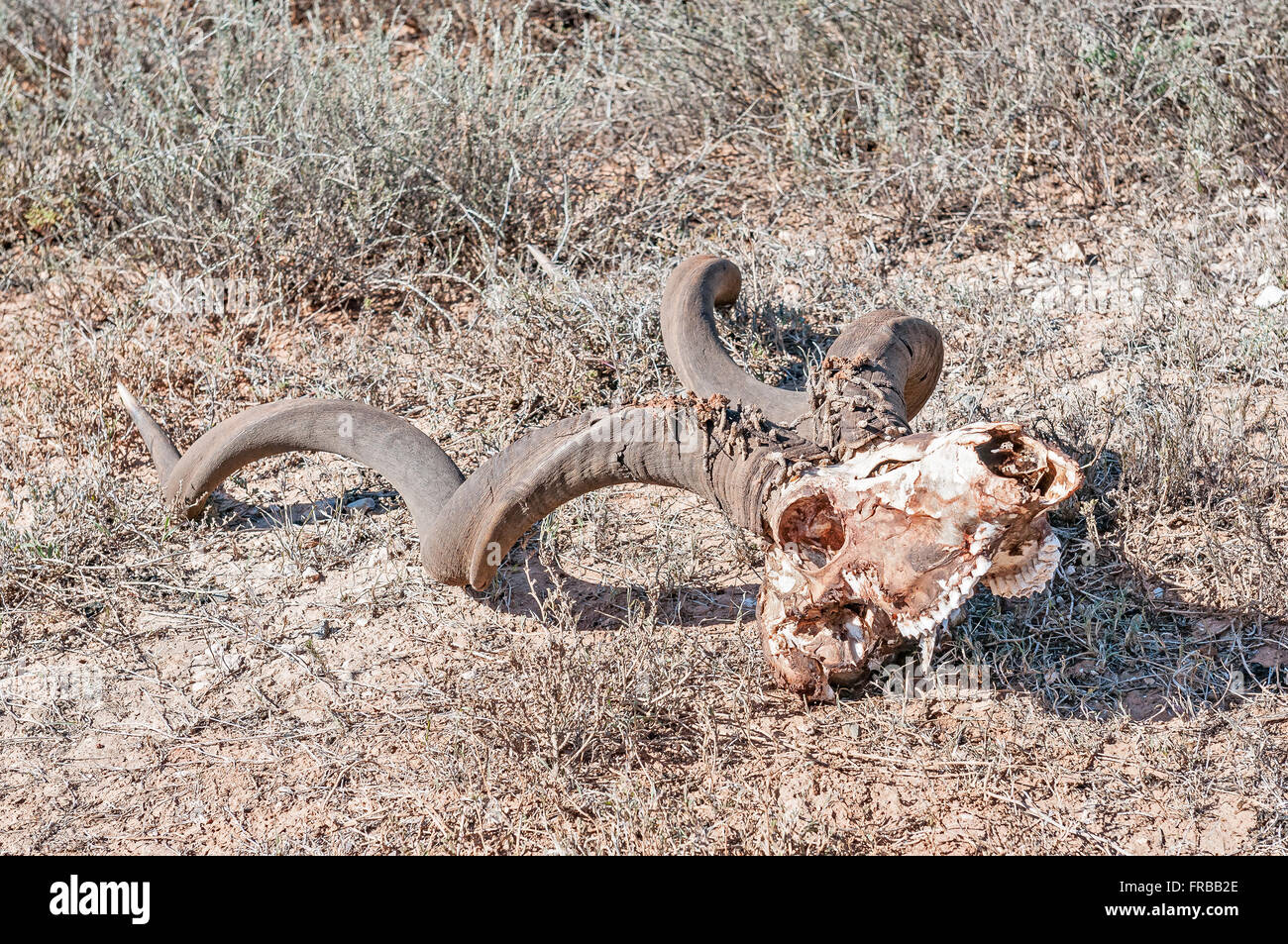 Ein Kudu-Schädel mit Hörnern in der Nähe von Domkrag Dam in der Addo Elephant National Park of South Africa Stockfoto