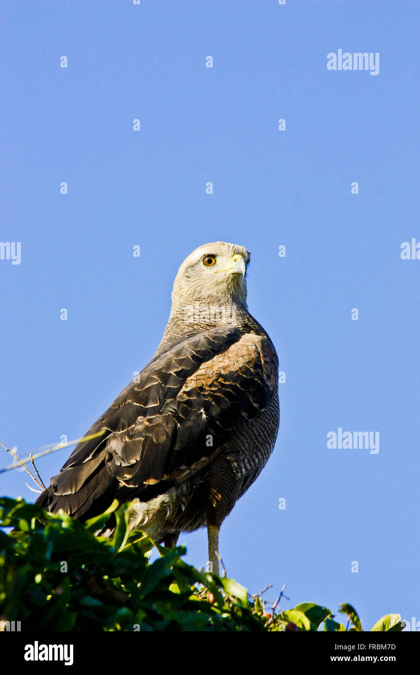 Hawk-Carijó - Rupornis magnirostris Stockfoto