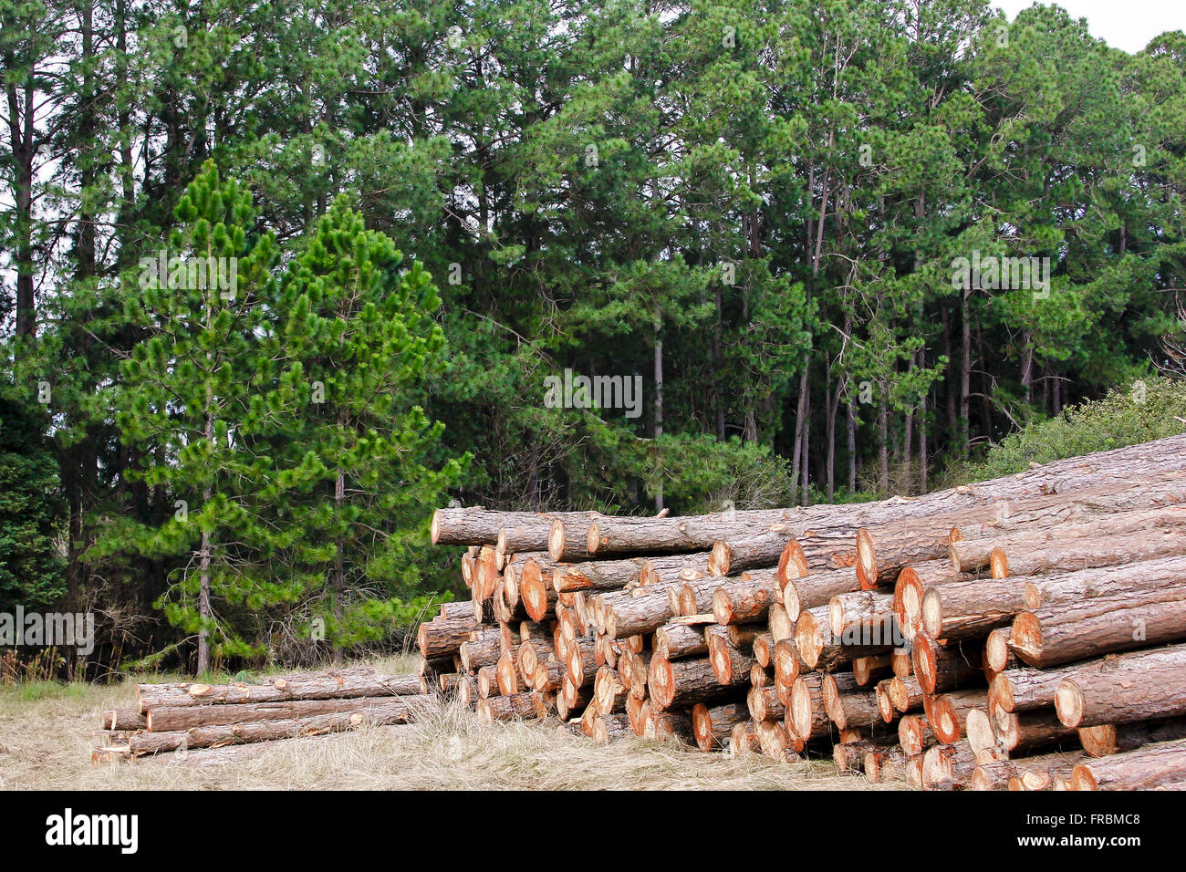 Protokolle von gefällten Bäumen im Aufforstungsgebiet Stockfoto