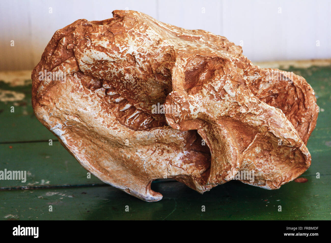 Ausgesetzt Tiere Fossil Museum auf Vater Daniel Cargnin Stockfoto