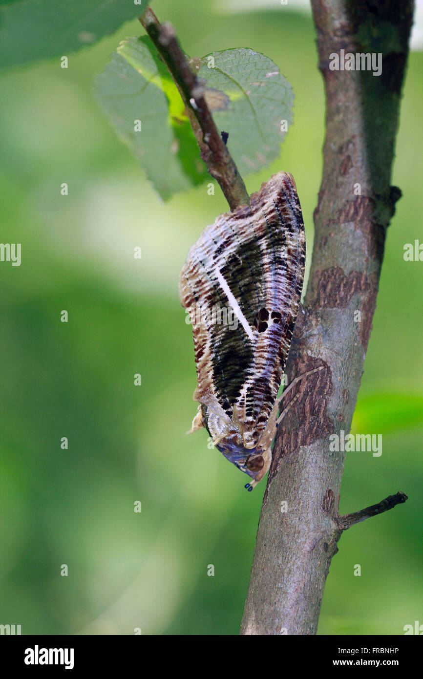 Schmetterling mit Flügeln geschlossen imitiert die Umwelt Stockfoto