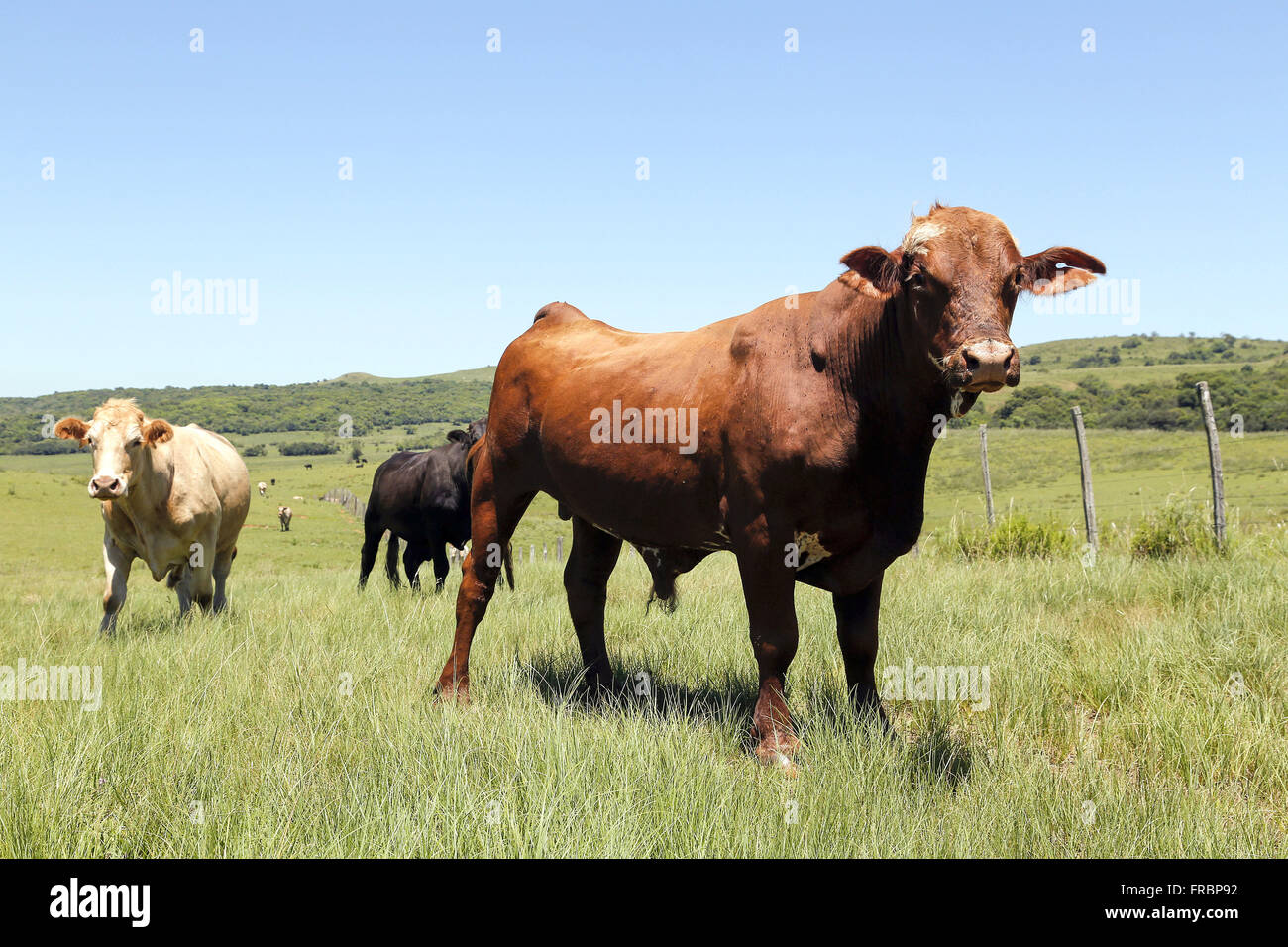 Schaffung von umfangreichen Rinderfarm in rot Angus Stockfoto