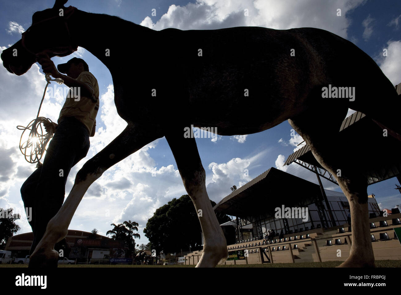 Begleiter auf der Suche nach Pferd während 52A, Â ª ExpoLondrina - Agropecuaria und industrielle Ausstellung 2012 Stockfoto