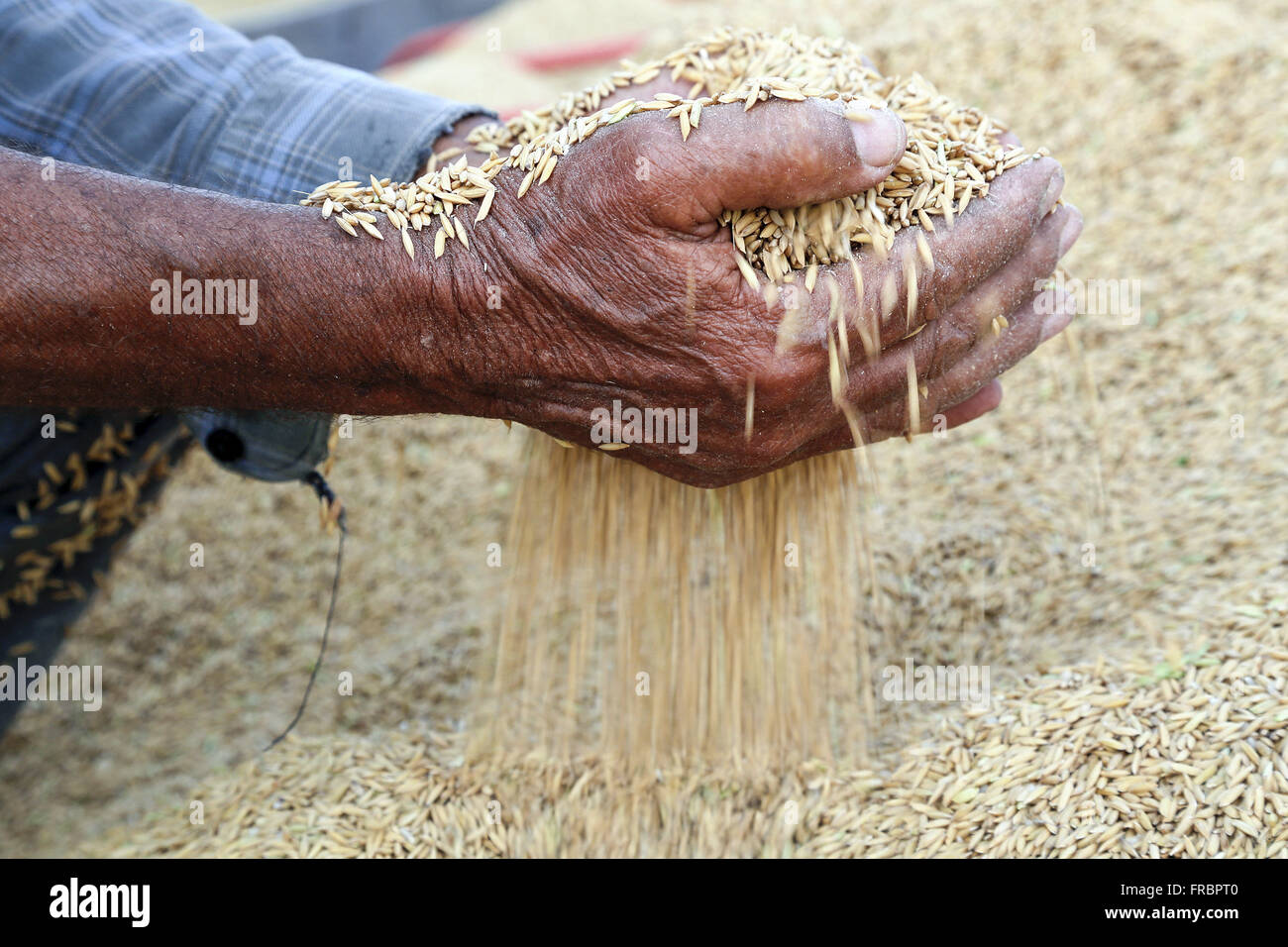 Landwirt Hände mit Reiskörnern nach der mechanischen Ernte Stockfoto