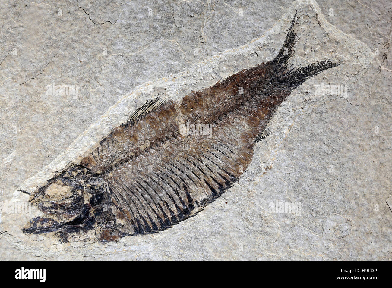 Peixe Fossilizado Na Pedra Exposto keine Museu Municipal Padre Daniel Cargnin Stockfoto