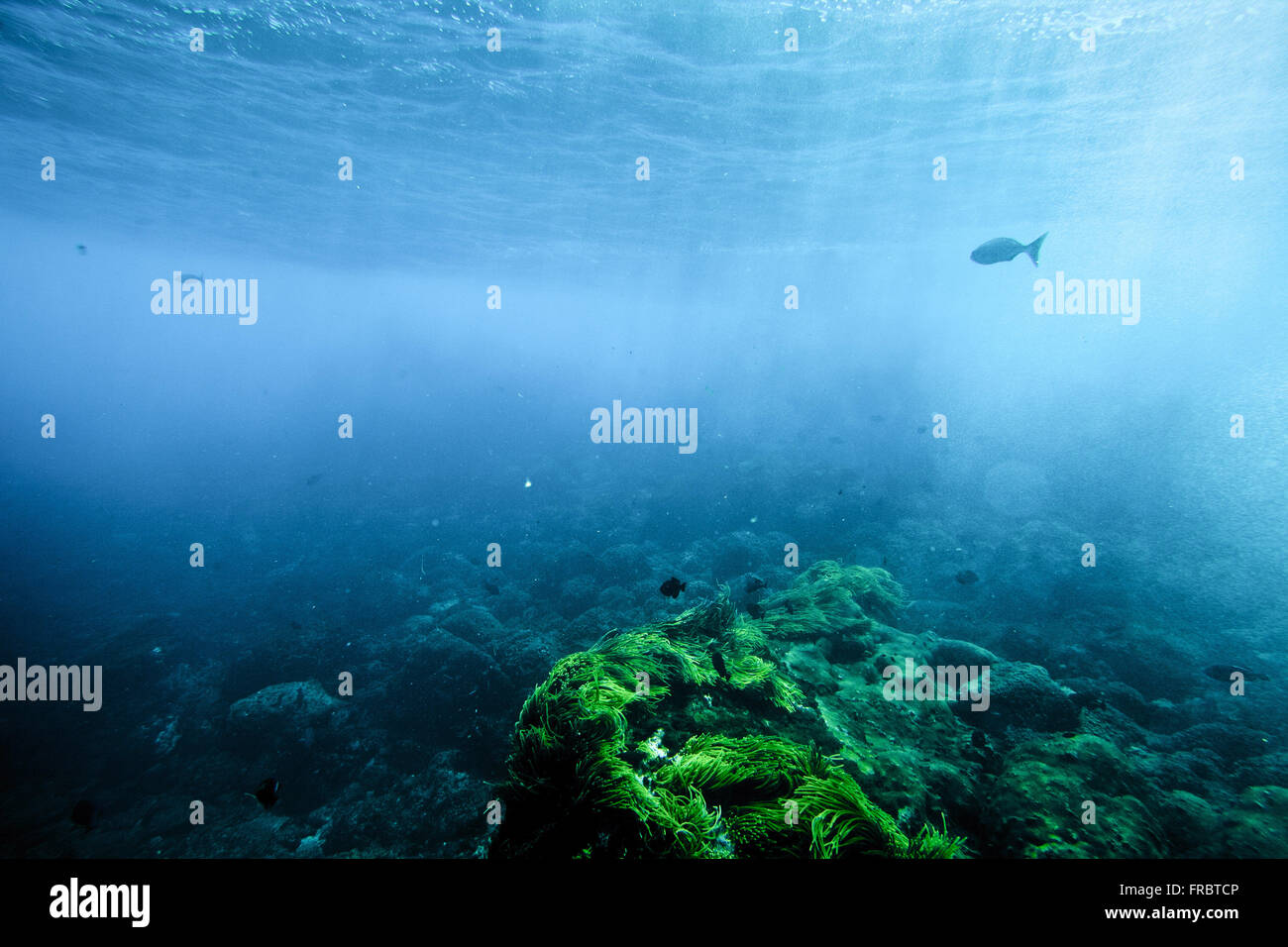 Unterwasser-Blick auf die Inselgruppe Saint Peter and Saint Paul Stockfoto