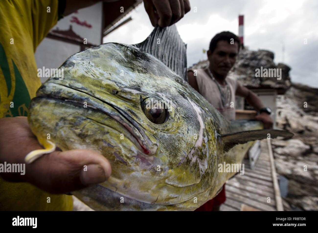 Detail der Fisch gefangen in einem autorisierten Gebiet in der Region die Inselgruppe Saint Peter and Saint Paul Stockfoto