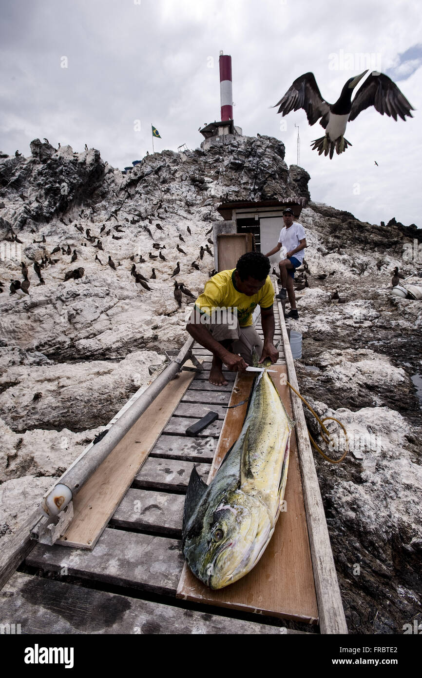 Reinigung der Fische, die gefangen in einem autorisierten Gebiet in der Region der Inseln Saint Peter and Saint Paul Stockfoto