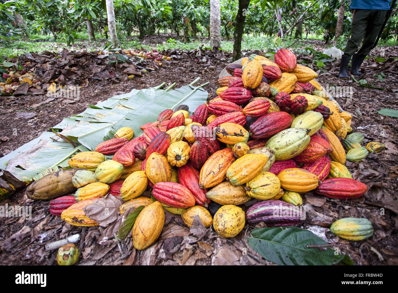 Haufen von Kakaobohnen in den Boden nach der Ernte Stockfoto
