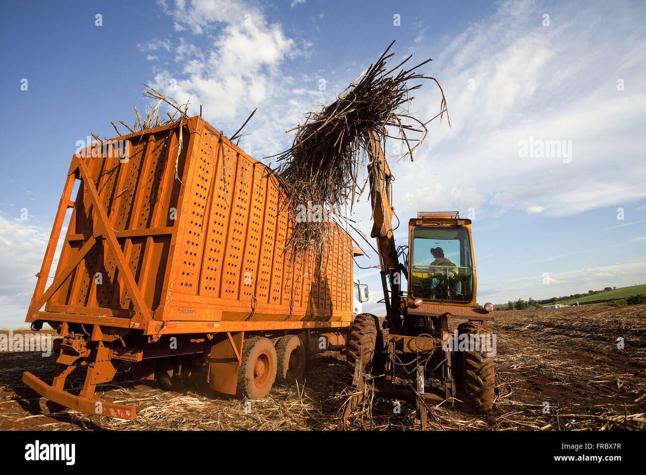Sattelzug mit Rohrzucker be-nach der manuellen Ernte auf dem Lande Stockfoto