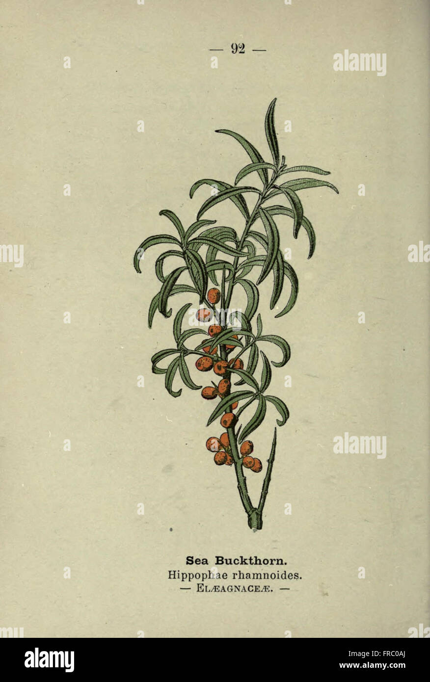 „Wayside and Woodland Blossoms“ (PL. 92) ist ein illustrierter Leitfaden für Blumen auf Landwegen und in Wäldern, der botanische Beschreibungen und Anbautipps für Gärtner bietet. Stockfoto
