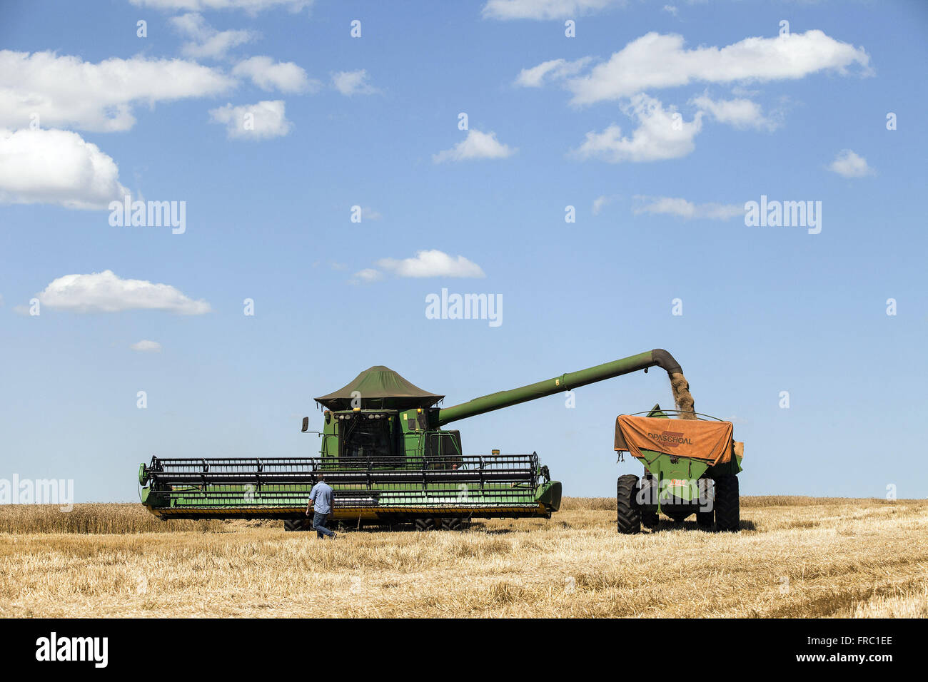 Mechanische Ernte Weizen auf dem Lande Stockfoto