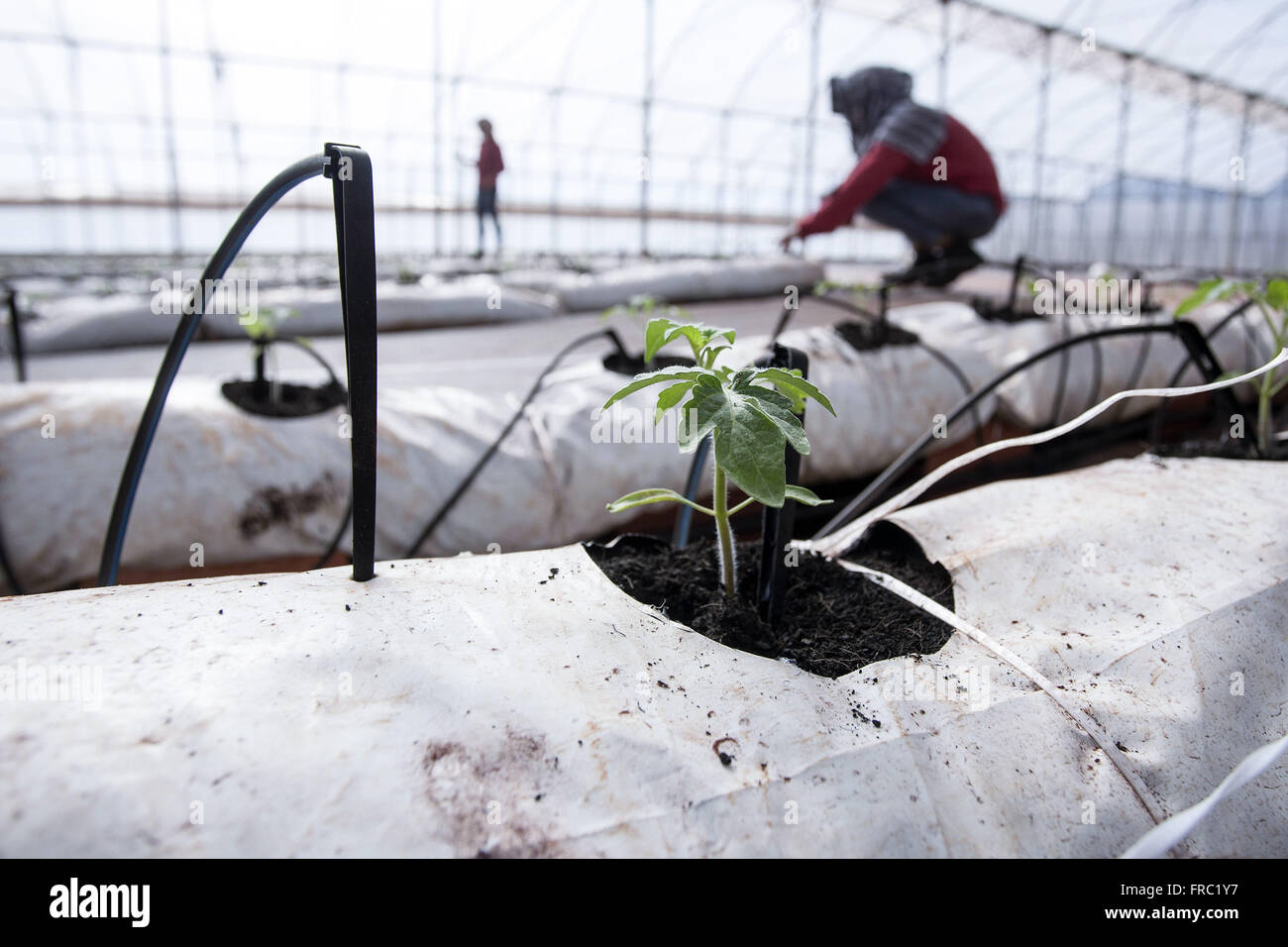 Bio Tomaten Setzlinge in Hightech-Gewächshaus auf dem Lande Stockfoto