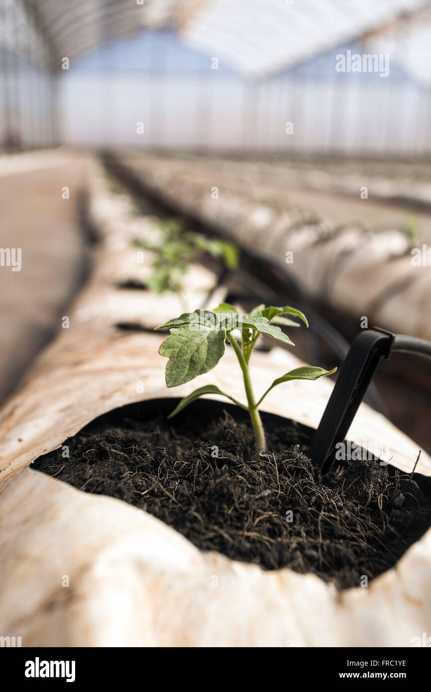 Änderungen der Bio Tomaten in Hightech-Gewächshaus auf dem Lande Stockfoto