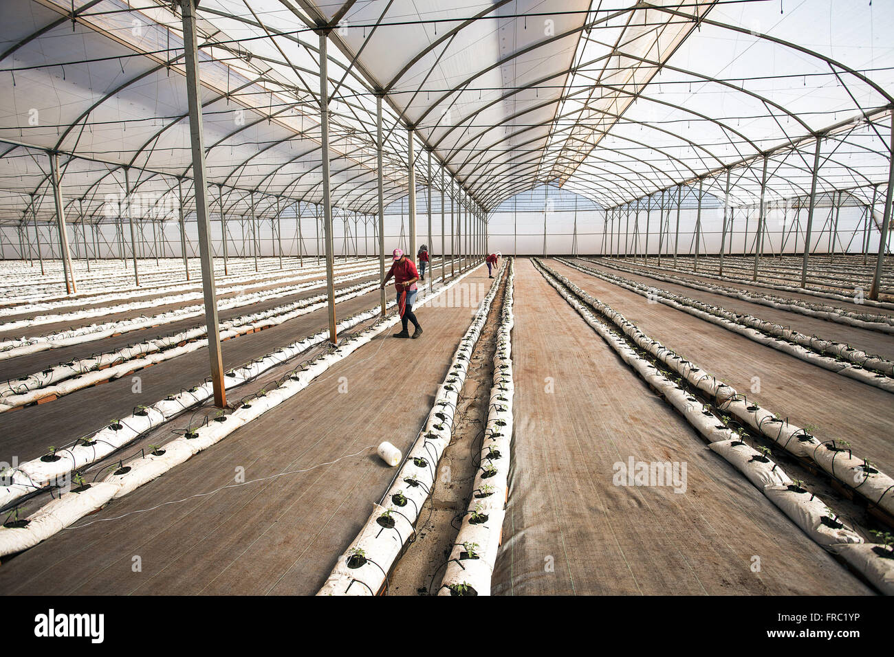 Bio-Tomaten-Plantage in Hightech-Gewächshaus in die Landschaft Stockfoto