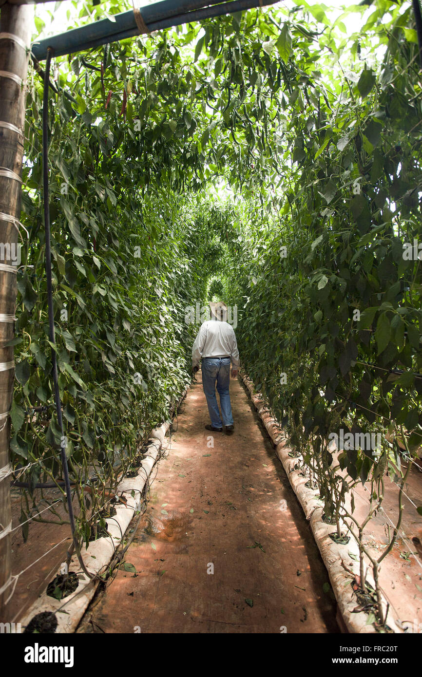 Landwirt zu Fuß durch Bio Pfeffer Pflanzen im Gewächshaus auf dem Lande Stockfoto