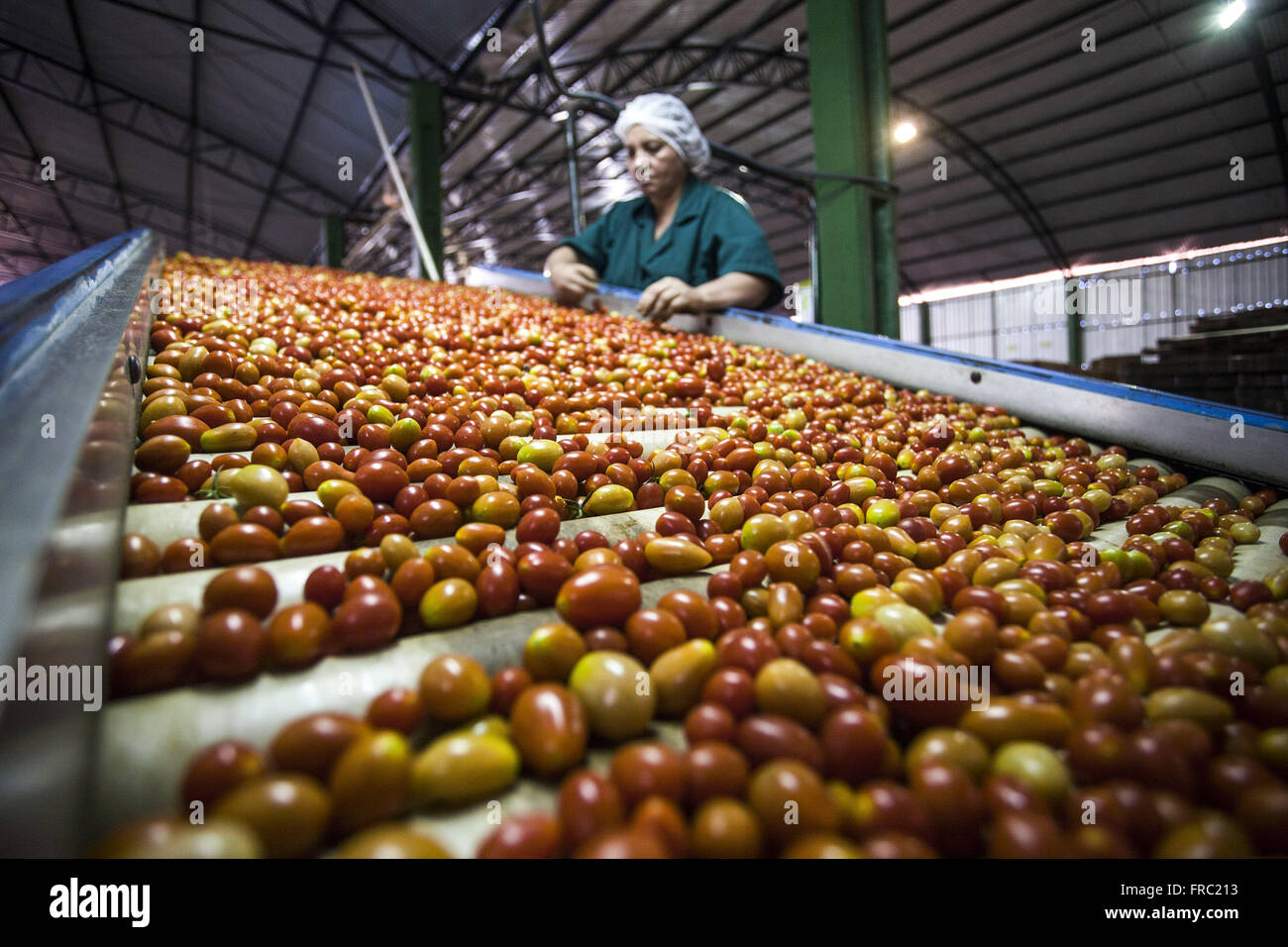 Auswahl an Bio-Mini-Tomaten in der Industrie im Landhaus Stockfoto