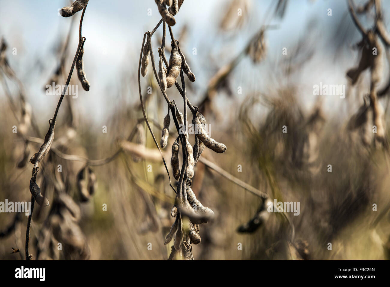 Detail der transgenen Sojabohnen reif für die Ernte auf dem Land Stockfoto