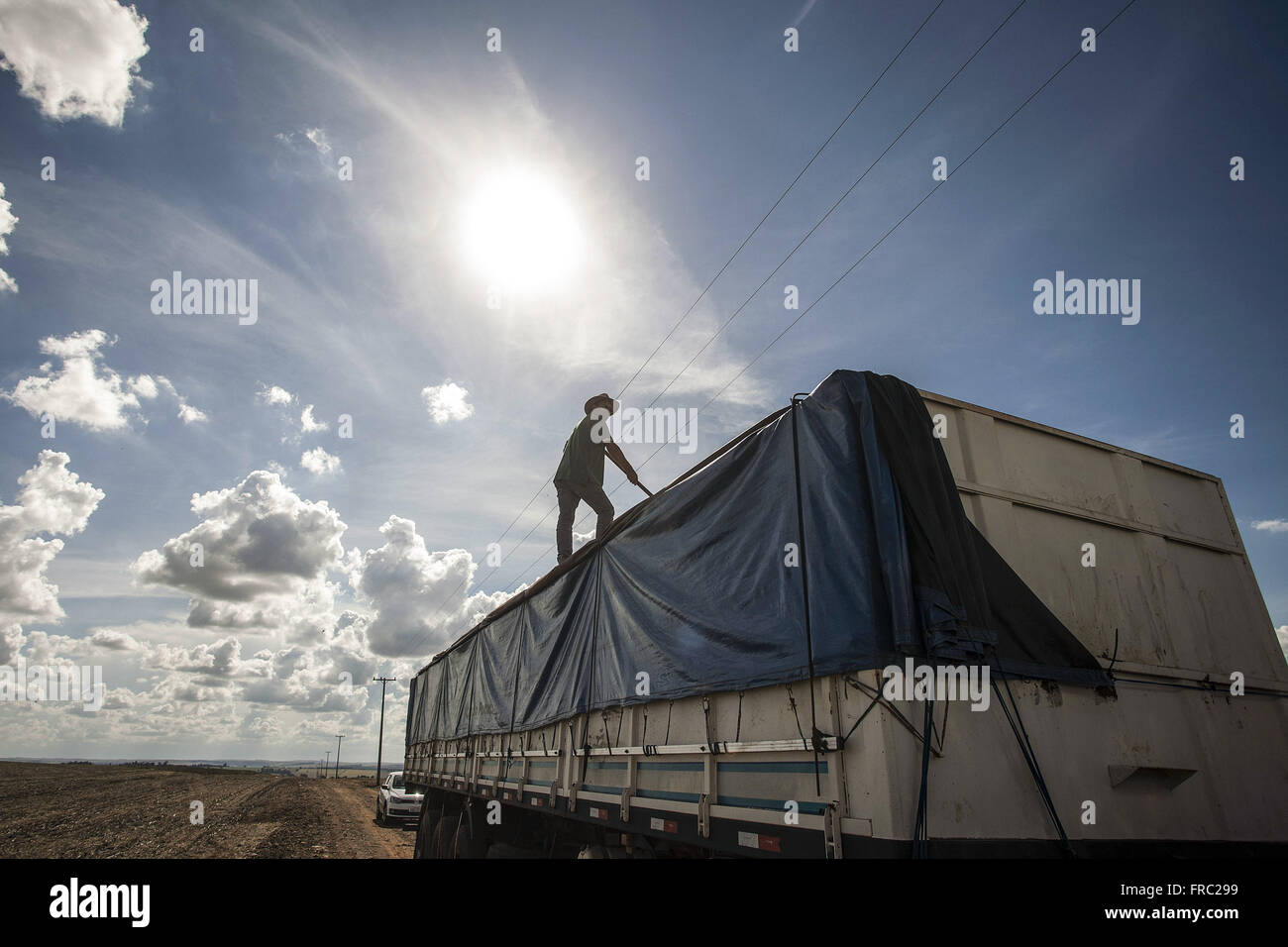 Landarbeiter über Lkw beladen mit transgenen Sojabohnen Stockfoto