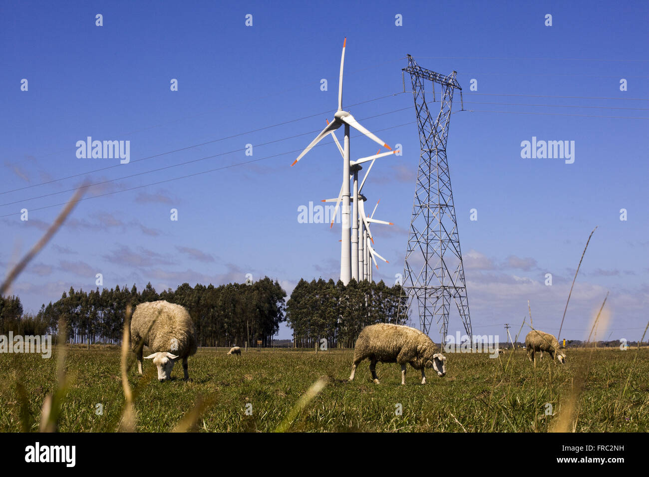 Schafbeweidung mit Windkraftanlagen des Windparks an der Unterseite Osorio Stockfoto