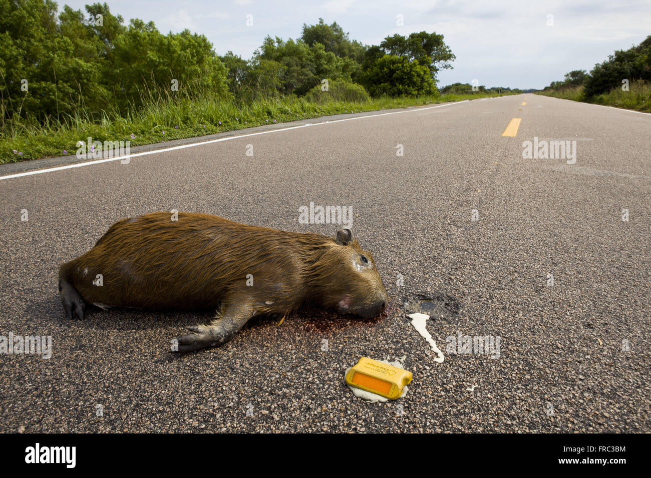 Nach wie vor auf Autobahn BR-471 in der Nähe von ESEC Taim Capybara - ökologische Station Taim Stockfoto