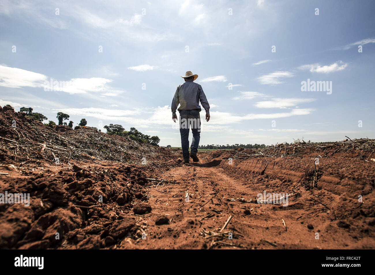 Grundbesitzer Spaziergänge entlang der Maniok Ernte für die Herstellung von Mehl Stockfoto