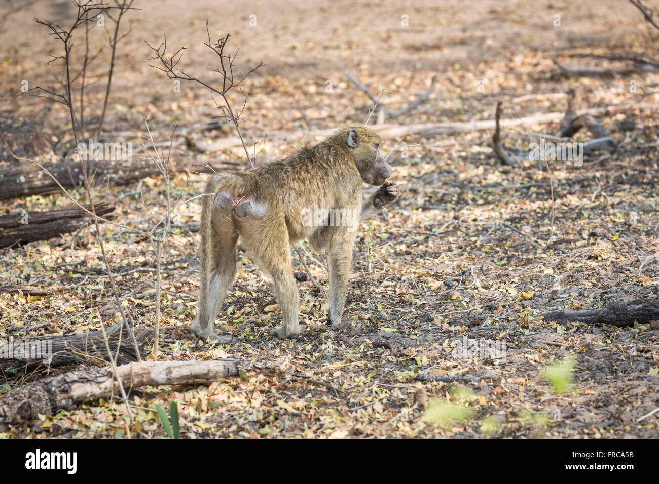 Chamca baboon (Papio ursinus) Wandern in trockenen Wald, Sandibe Camp, Moremi Wildreservat, Kalahari, Okavango Delta, Botswana, Südafrika Stockfoto