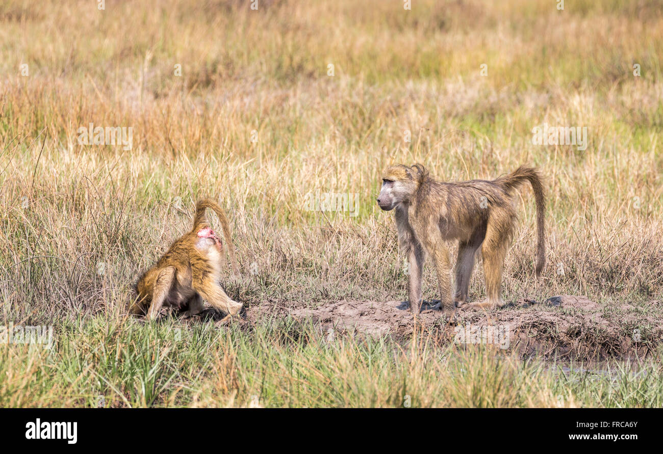 Zwei junge chamca Paviane (Papio ursinus) spielen in der Savanne, Sandibe Camp, Moremi Wildreservat, Kalahari, Okavango Delta, Botswana, Südafrika Stockfoto