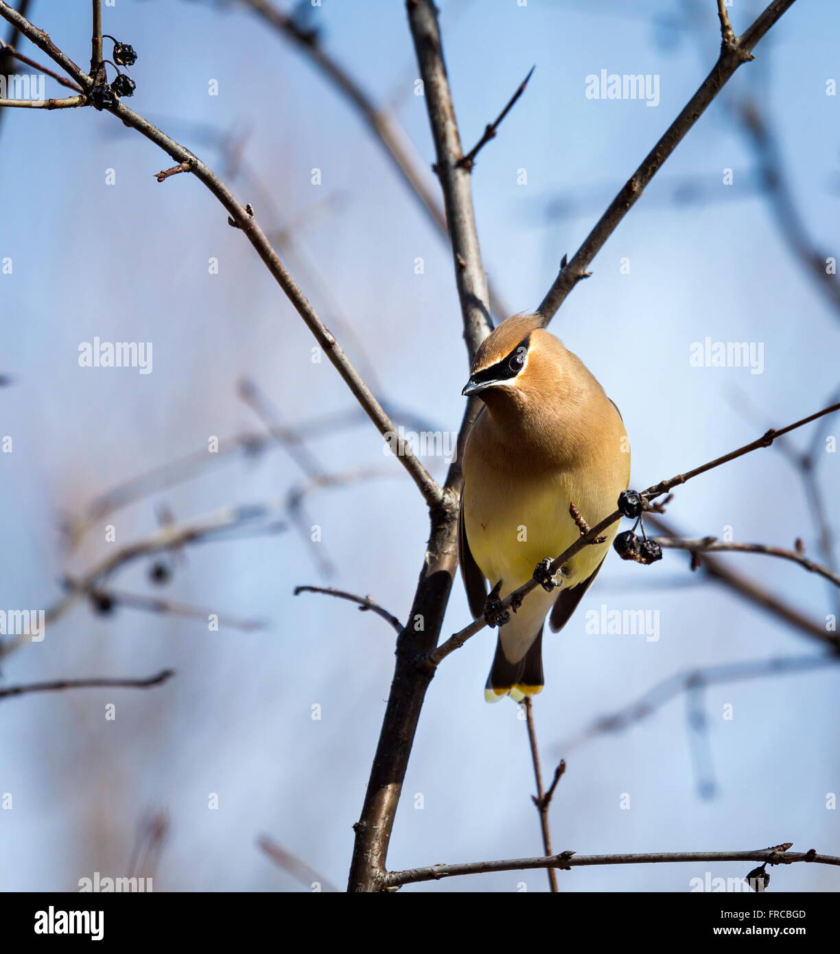 Die böhmischen Seidenschwanz. Stockfoto