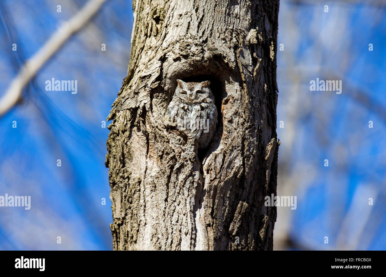 Ost-Kreischeule. Stockfoto