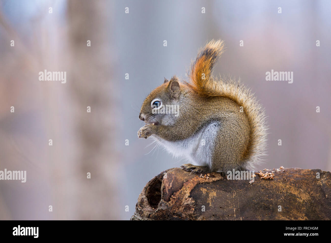 Amerikanisches Rotes Eichhörnchen im Herbst Licht (Tamiasciurus Hudsonicus) Stockfoto