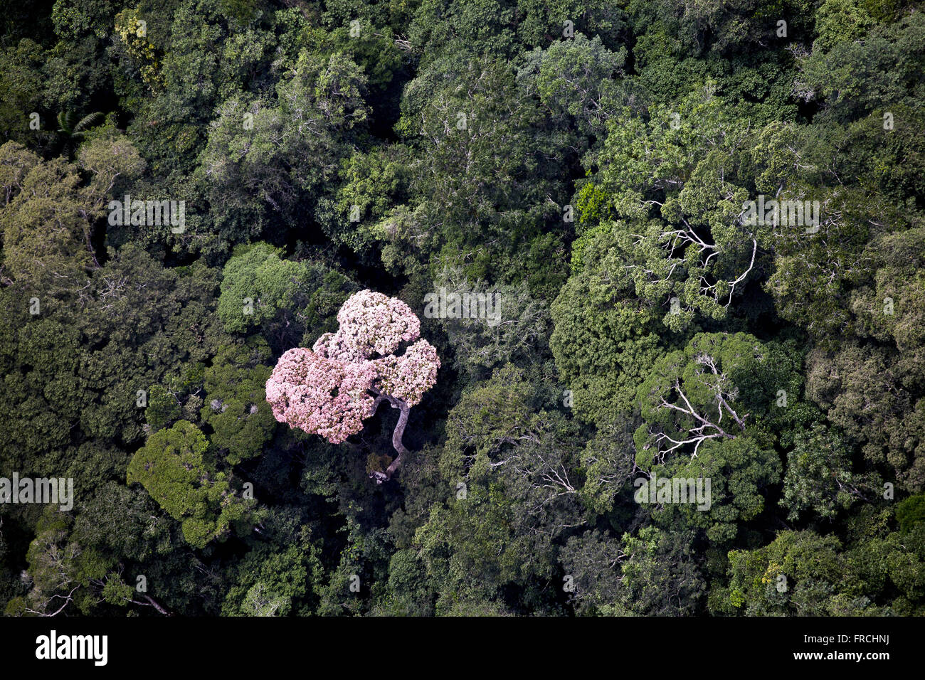 Luftaufnahme des Amazonas-Regenwaldes im Tumucumaque Mountains National Park Stockfoto