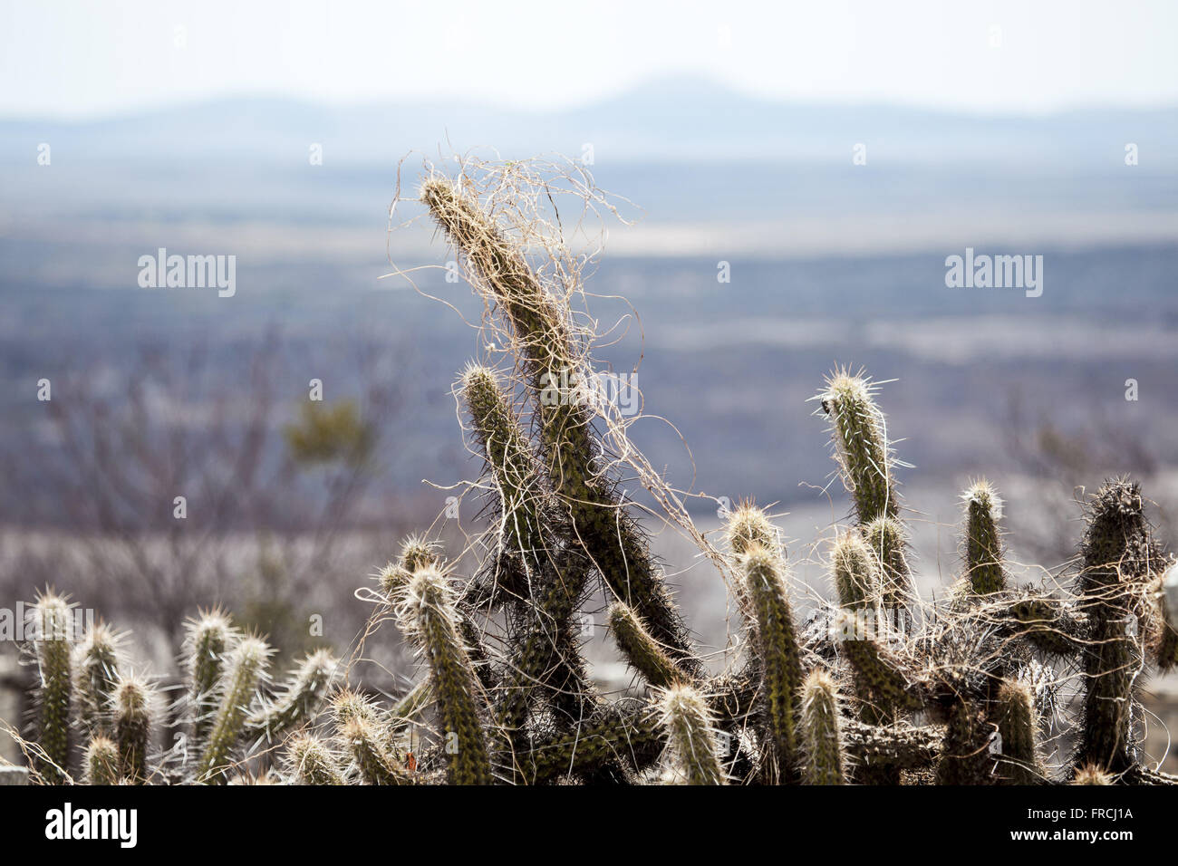 Xiquexique - charakteristische Kaktus Scrub - Pilosocereus gounellei Stockfoto