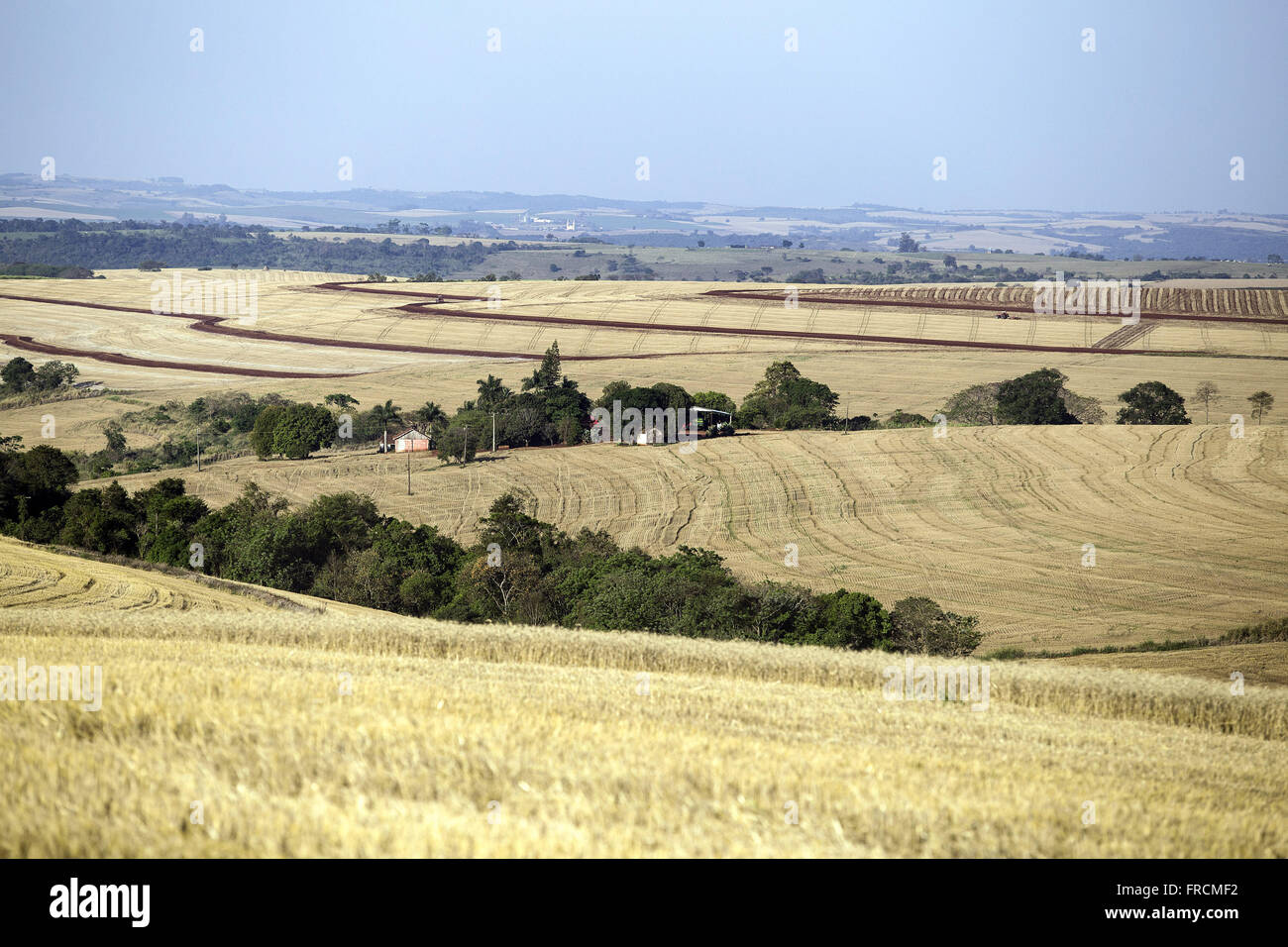 Plantação de Trigo Em Ponto de colheita Stockfoto