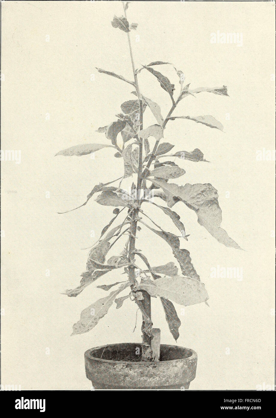 Beobachtungen über die Mosaik-Krankheit des Tabaks (1902) Stockfoto