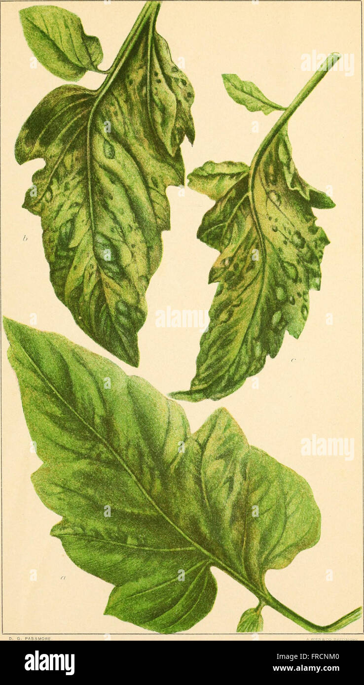 Beobachtungen über die Mosaik-Krankheit des Tabaks (1902) Stockfoto